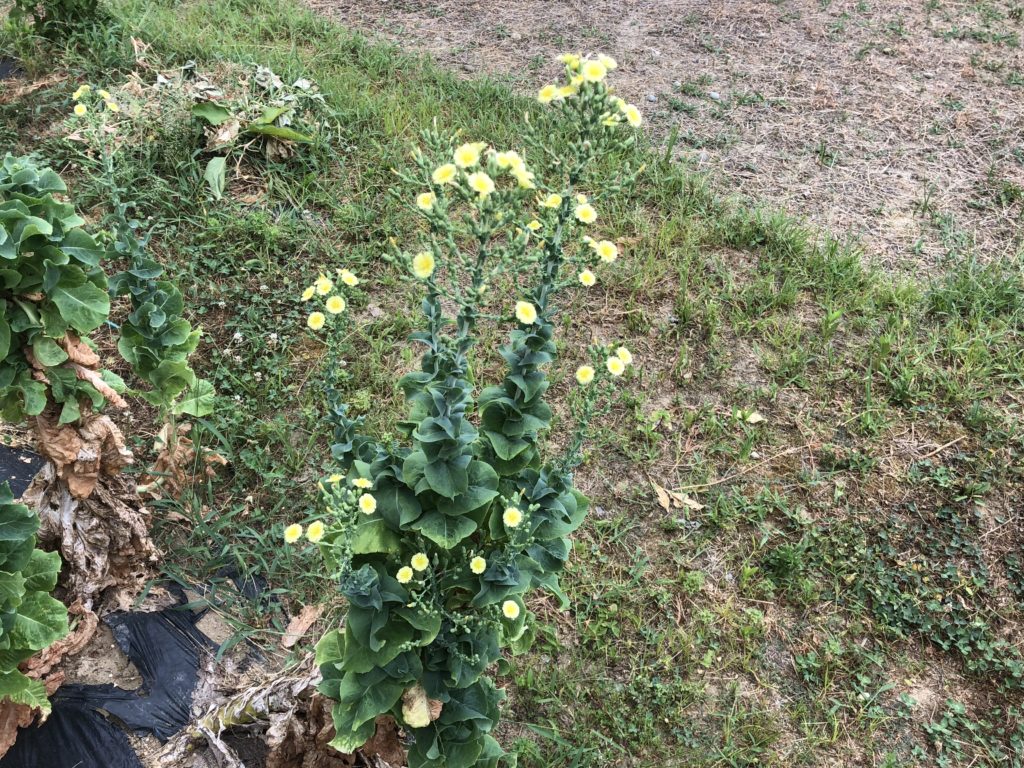 素人野郎の家庭菜園 サンチュの花が咲きました 弱小株主 ルイザップ W W 弱小株主 ルイザップ W ゞ Puny Stockholder Rui Zap